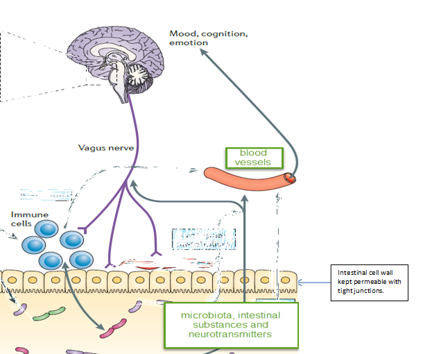 leaky gut leaky brain