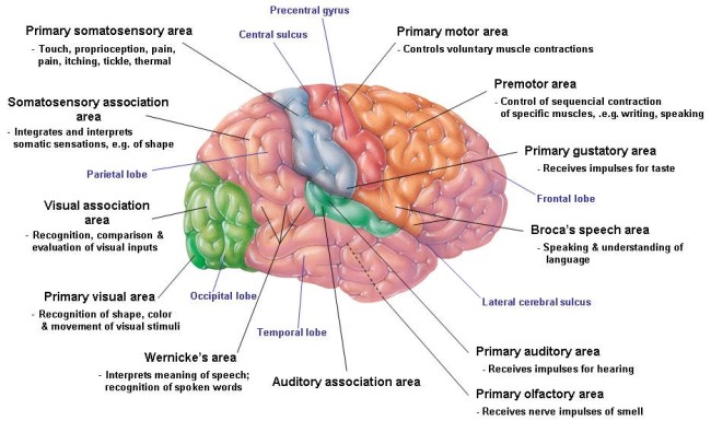 Childhood Neurological Conditions