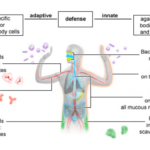 Immune System