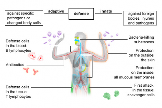 Immune System