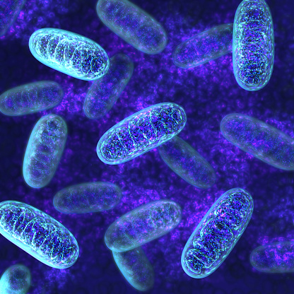 Mitochondria - Cell Power