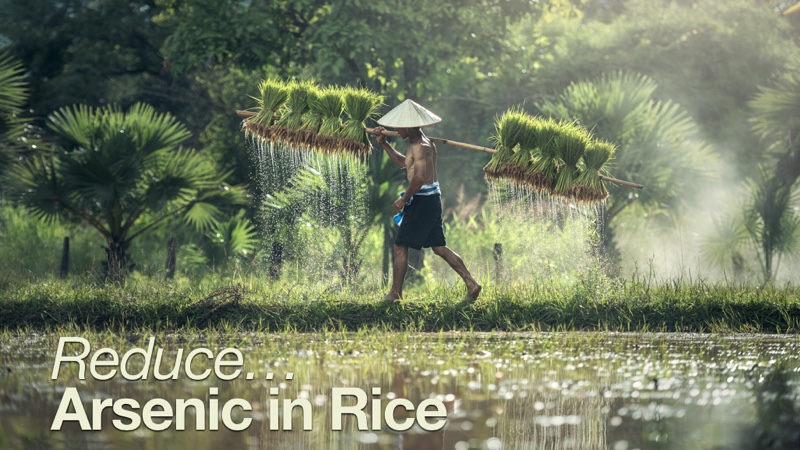 Reduce Arsenic in Rice