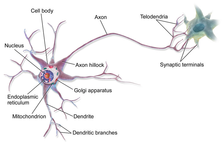 neurotransmitter