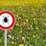 Stealth infections Lyme disease